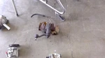 Steering Gear/rack Manual Fits 88 Chevrolet 1500 Pickup 591455 Used. Price: $261.85.